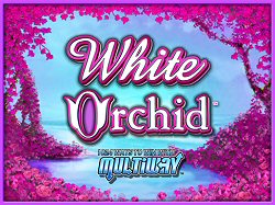 White Orchid Slot